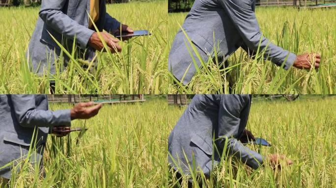 智能农场的农业专家农民科学家在收获前分析水稻。行走在稻田里，使用Wi-Fi网络接入智能农场种植有机水