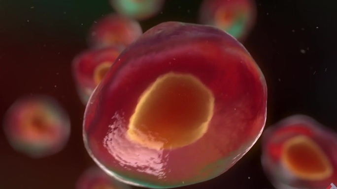 动画展示病毒 人体结构 血管 细胞
