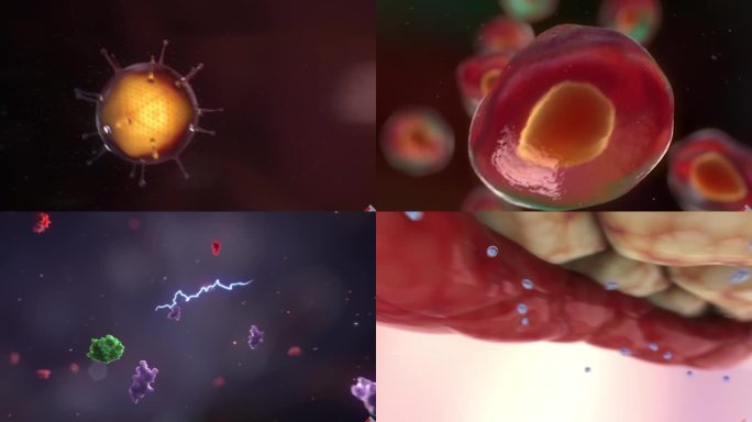 动画展示病毒 人体结构 血管 细胞