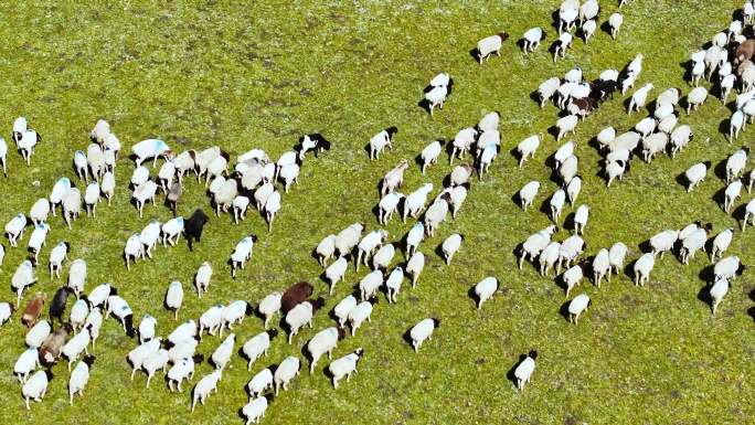 4K新疆巴音布鲁克航拍羊群绿色草原
