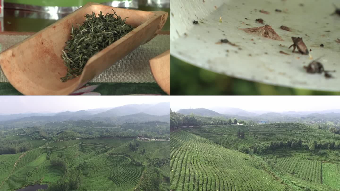 有机标准种植茶叶的茶园
