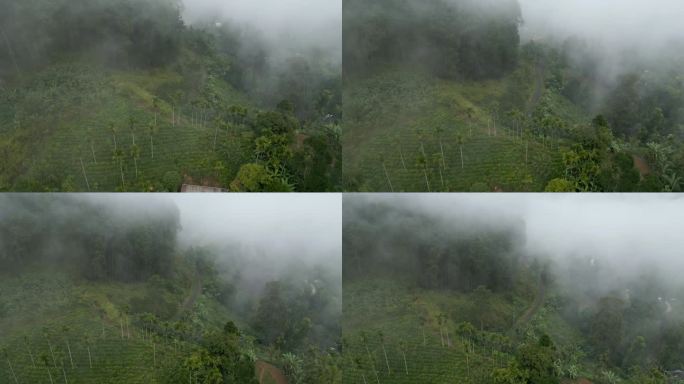 在雾蒙蒙的早晨，在斯里兰卡艾拉建立空中无人机拍摄山丘和火车线与树木和茶园