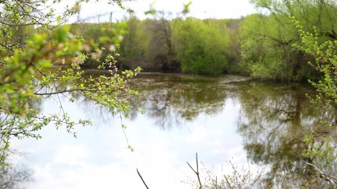 近距离拍摄的树枝和焦点变化在湖的背景