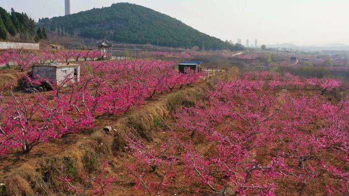 桃子种植基地合集