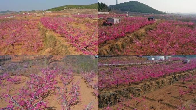 桃子种植基地合集