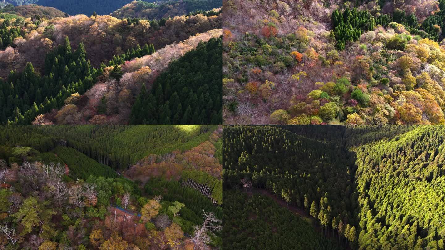 4K10BIT 航拍秋季多彩山林