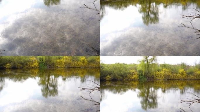 树枝上嫩叶的特写镜头和背景中湖泊的焦点变化