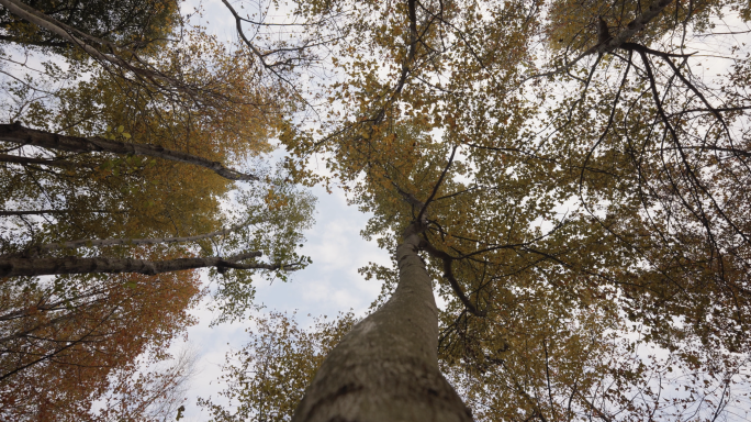 树林秋天落叶 唯美秋景立秋秋分枯叶