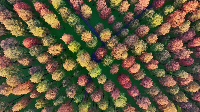 4K航拍 一排排彩色的树 池杉林 水杉