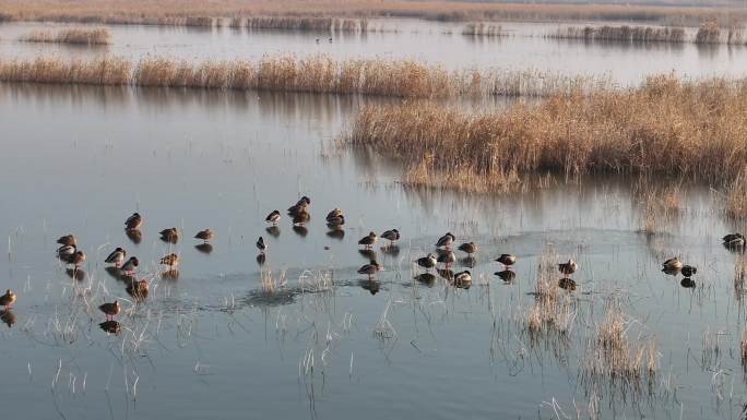 冬季南大港湿地绿头鸭在冰面上