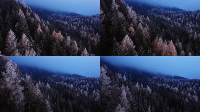 黑暗的森林林地树木，喜怒无常的空中山景，秋天阴天，白色诡异的橙色树梢