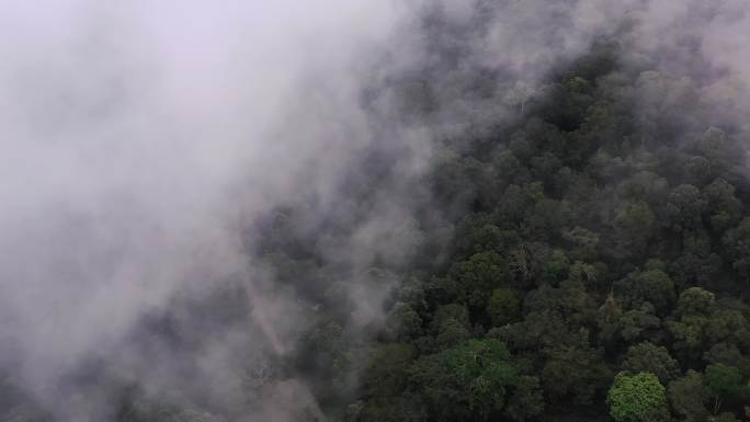 云南普洱景迈山古茶林4K航拍