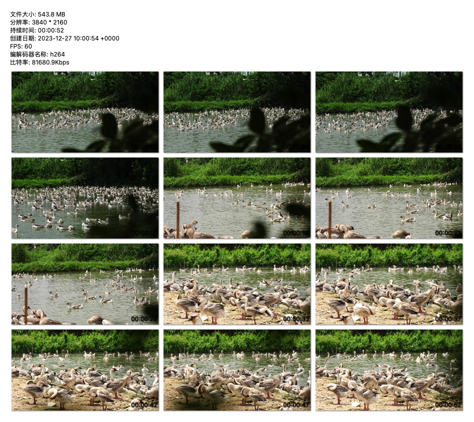 4K视频 自然湿地：繁盛鹅群的和谐家园