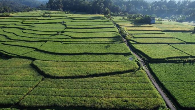 巴厘岛航拍，耕地坡度划分为不同水平的田地