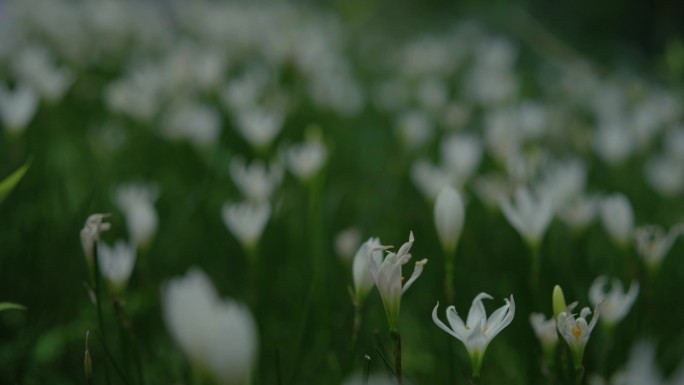 花朵花丛