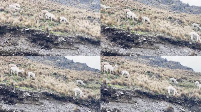 牧羊驼，秘鲁库斯科地区