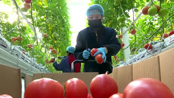 无土栽培无土种植绿色食品采摘西红柿