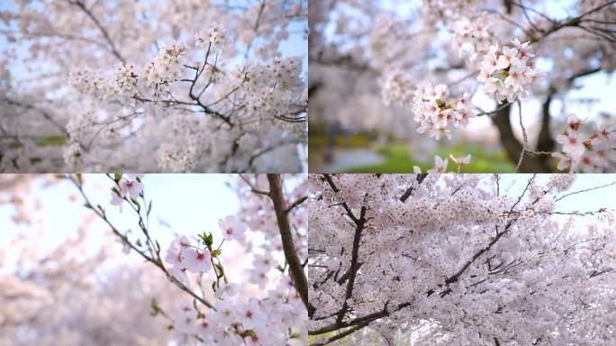 4K春天樱花盛开公园场景