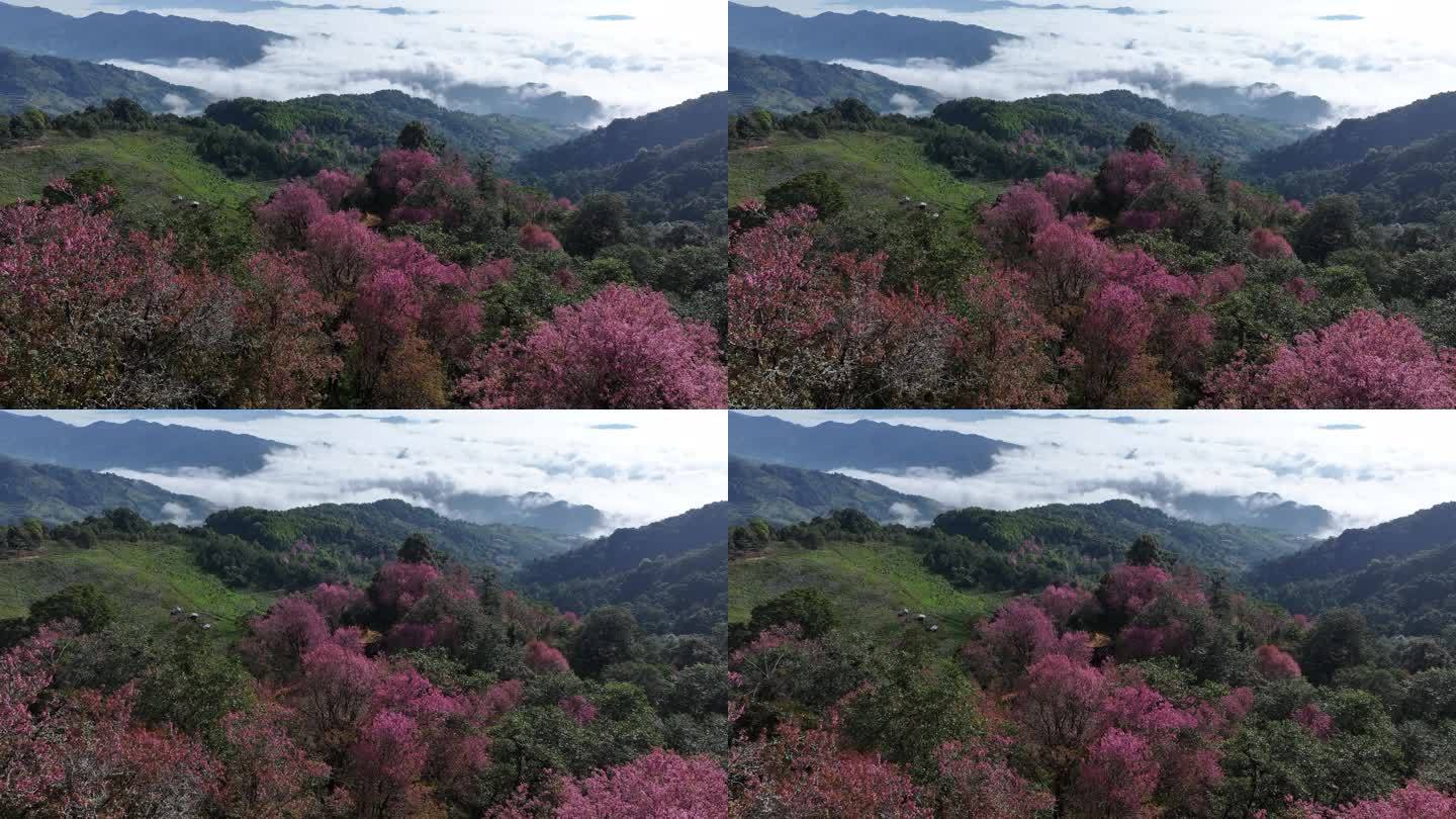 陇川县的深山老林开满野生山樱花