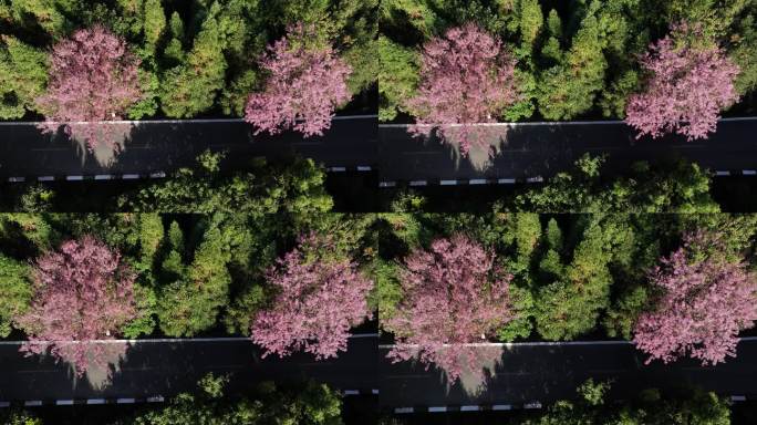 冬樱花绽放在瑞丽市勐秀山上