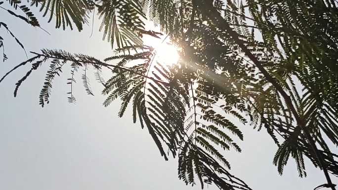 阳光透过穿透树叶 阳光照耀树枝摇摆