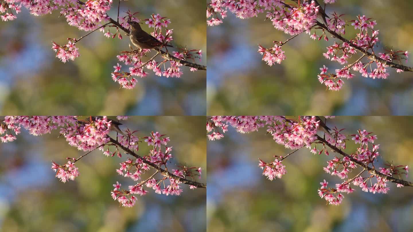 小鸟在樱花枝头