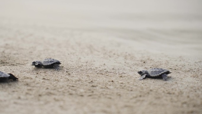 新生的小海龟在沙滩上奔跑，到达开阔的海水
