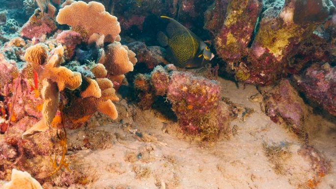 加勒比海珊瑚礁中的热带天使鱼