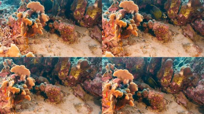 加勒比海珊瑚礁中的热带天使鱼