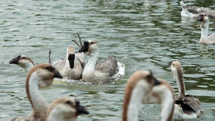 4K视频 羽翼舞动：湖边鹅群的日常生活