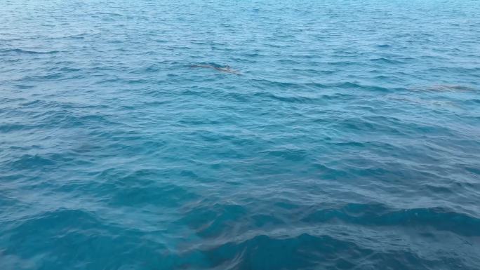 埃及红海邂逅海豚