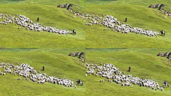 4K新疆巴音布鲁克航拍羊群绿色草原