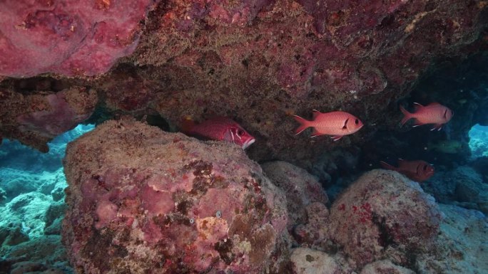 鲜红色的黑鳍鲷并不害羞，在水下给人留下了深刻的印象。