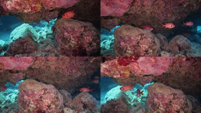 鲜红色的黑鳍鲷并不害羞，在水下给人留下了深刻的印象。