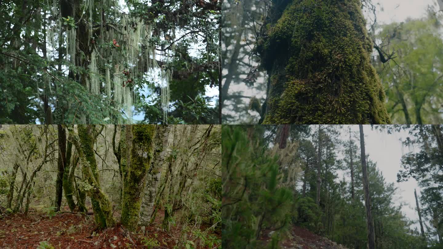 原始森林植被特写横断山脉4K