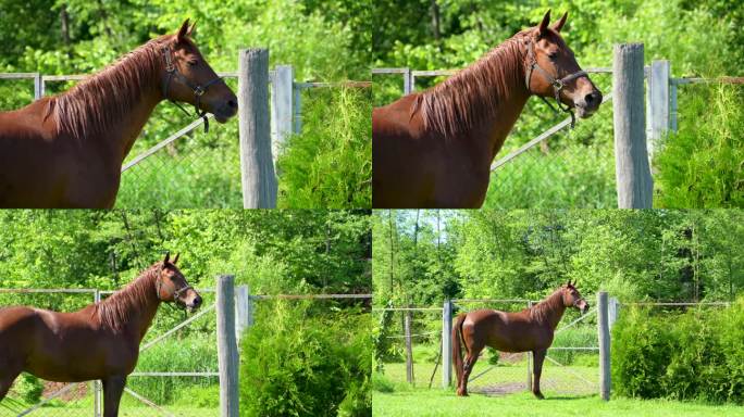 在个体农场饲养马匹。在房子附近的一个村庄里，有一匹漂亮的棕色马，它想被放生到牧场去。马挥动鬃毛和尾巴
