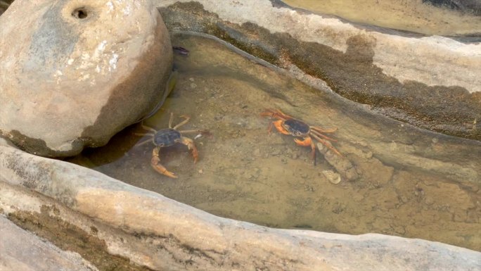 也门，索科特拉岛，两只淡水蟹在浅水区互相攻击