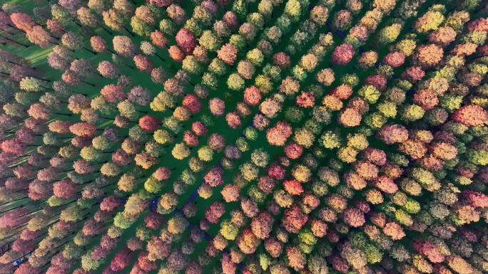 4K航拍 一排排彩色的树 池杉林 水杉