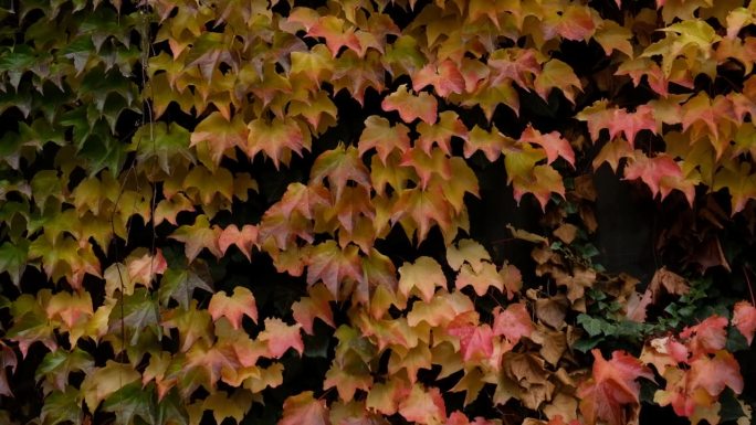 秋天的颜色明亮的粉红色，黄色，绿色的叶子在墙上的少女葡萄。秋天鲜艳的色彩。孤雌草或波士顿常青藤在秋天