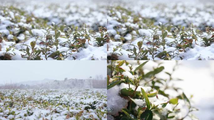 茶园雪景