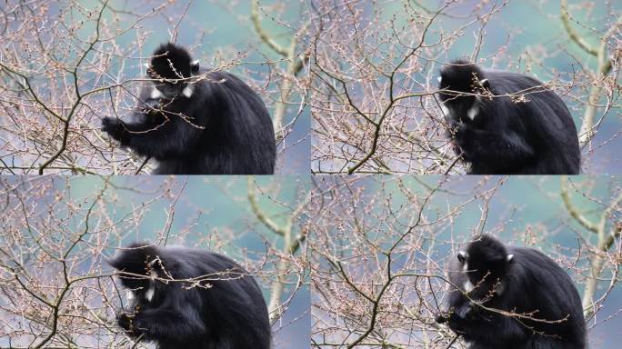 金佛山 黑叶猴