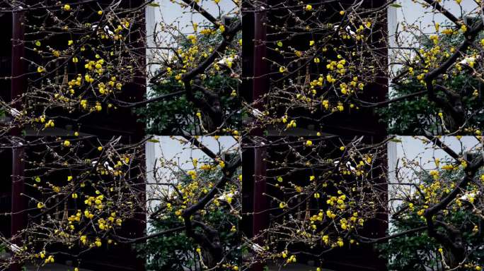 古典园林南京瞻园雪后腊梅树枝积雪古风意境