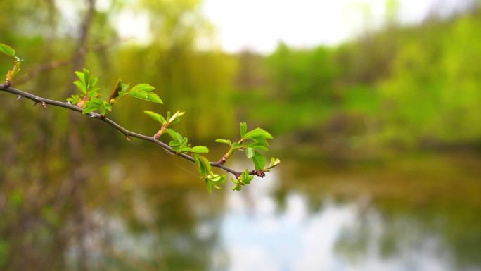 树枝上嫩叶的特写镜头和背景中湖泊的焦点变化