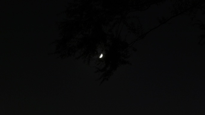 树梢中朦胧的月亮