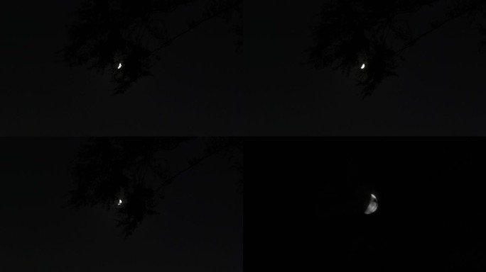 树梢中朦胧的月亮