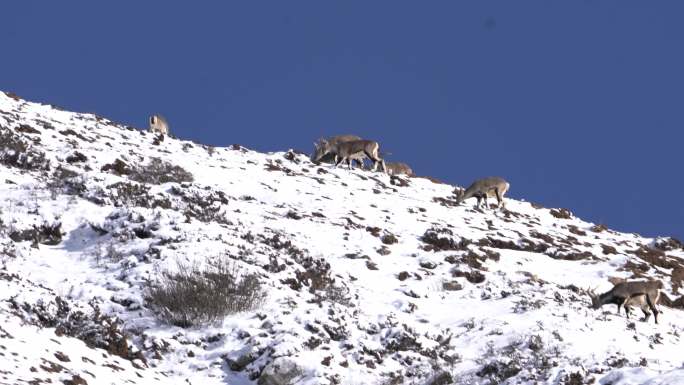 冬季自然保护区野生成群岩羊