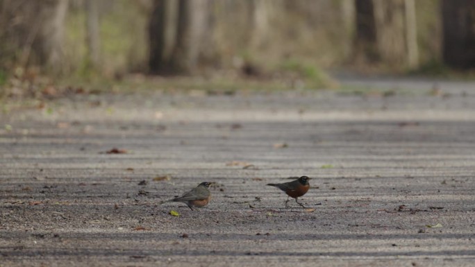 一对美洲知更鸟的幼鸟，在砾石小径上觅食，在秋天的树林里飞走了