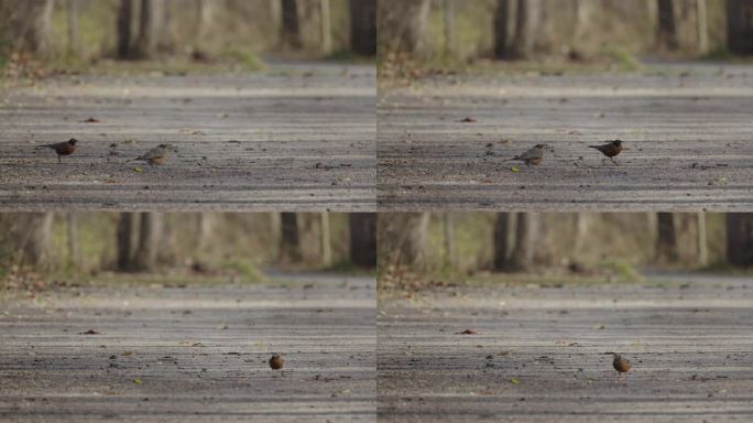 一对美洲知更鸟的幼鸟，在砾石小径上觅食，在秋天的树林里飞走了