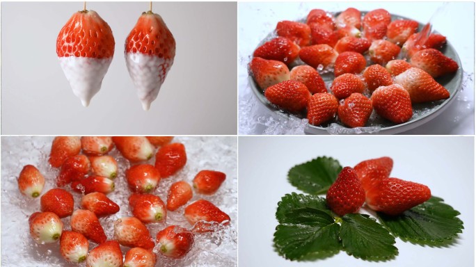 草莓种植草莓棚拍