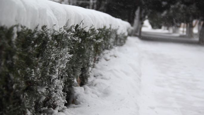 雪花飞雪飘雪下雪瑞雪兆丰年雪迎春到